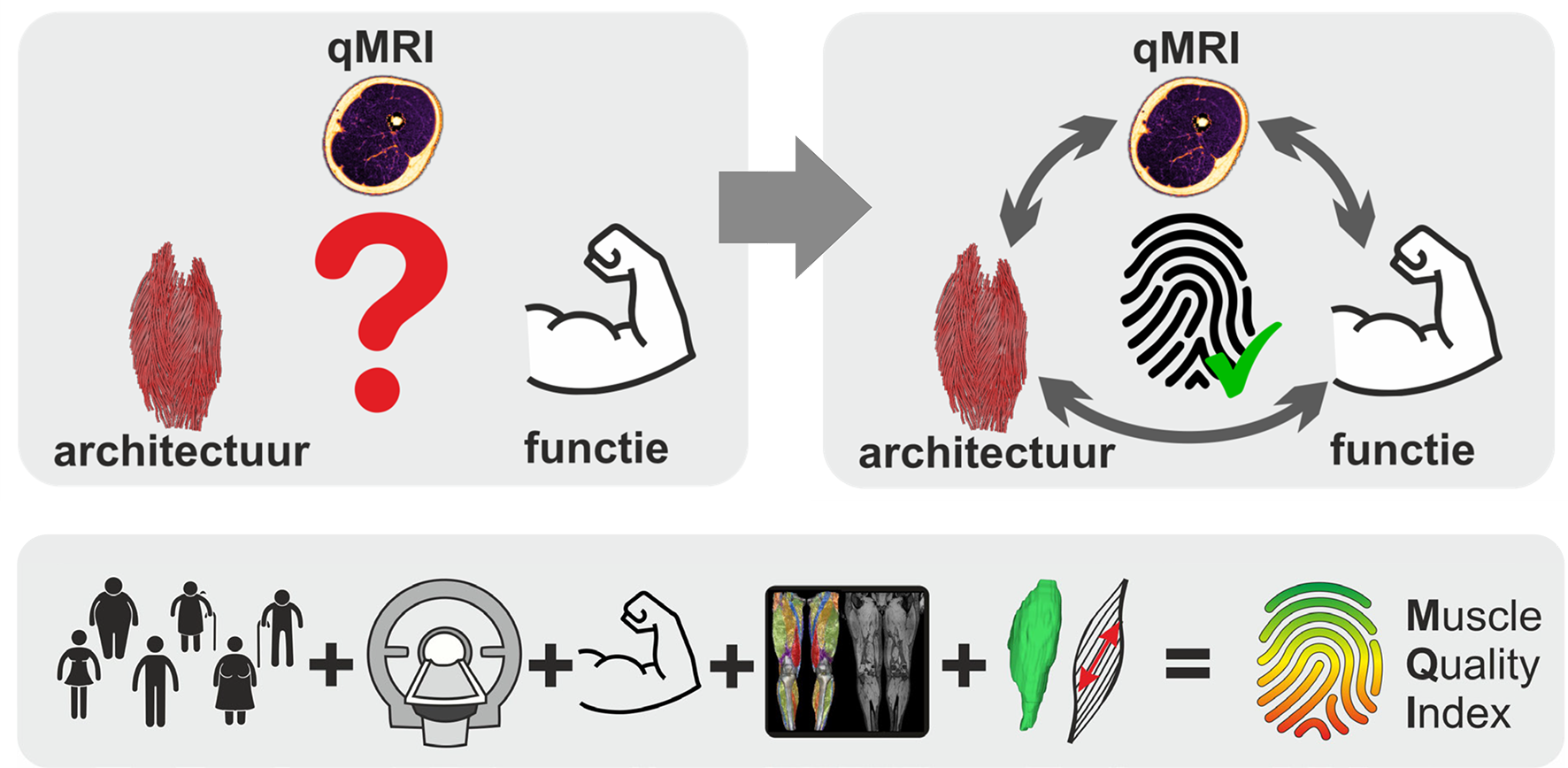 Finding muscle finger prints of healthy aging muscle to better understand disease